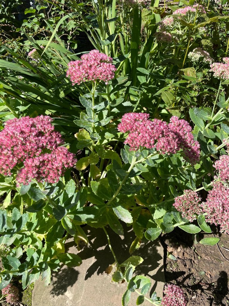 Te koop: herbstfreude stek, uit eigen tuin, Volle zon, Vaste plant, Zomer, Ophalen