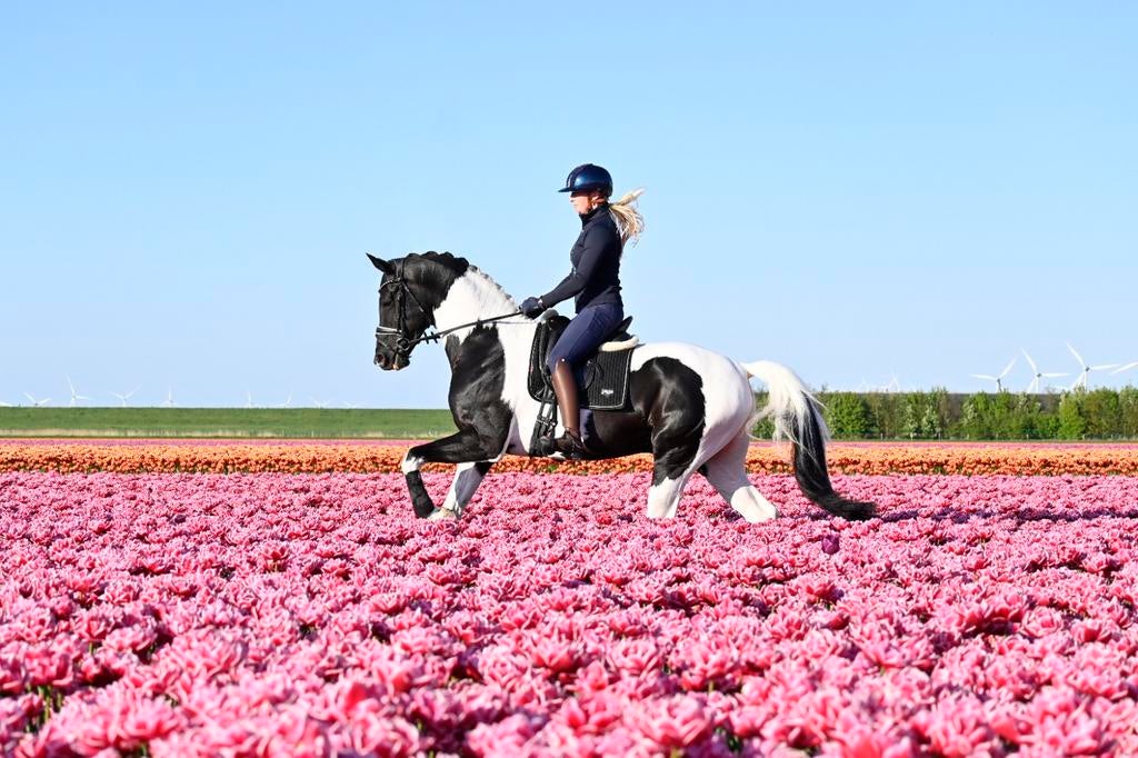 Ter dekking, Prachtige zwart bont kwpn warmbloed dekhengst, Dieren en Toebehoren, Paarden en Pony's | Dekhengsten en Fokmerries