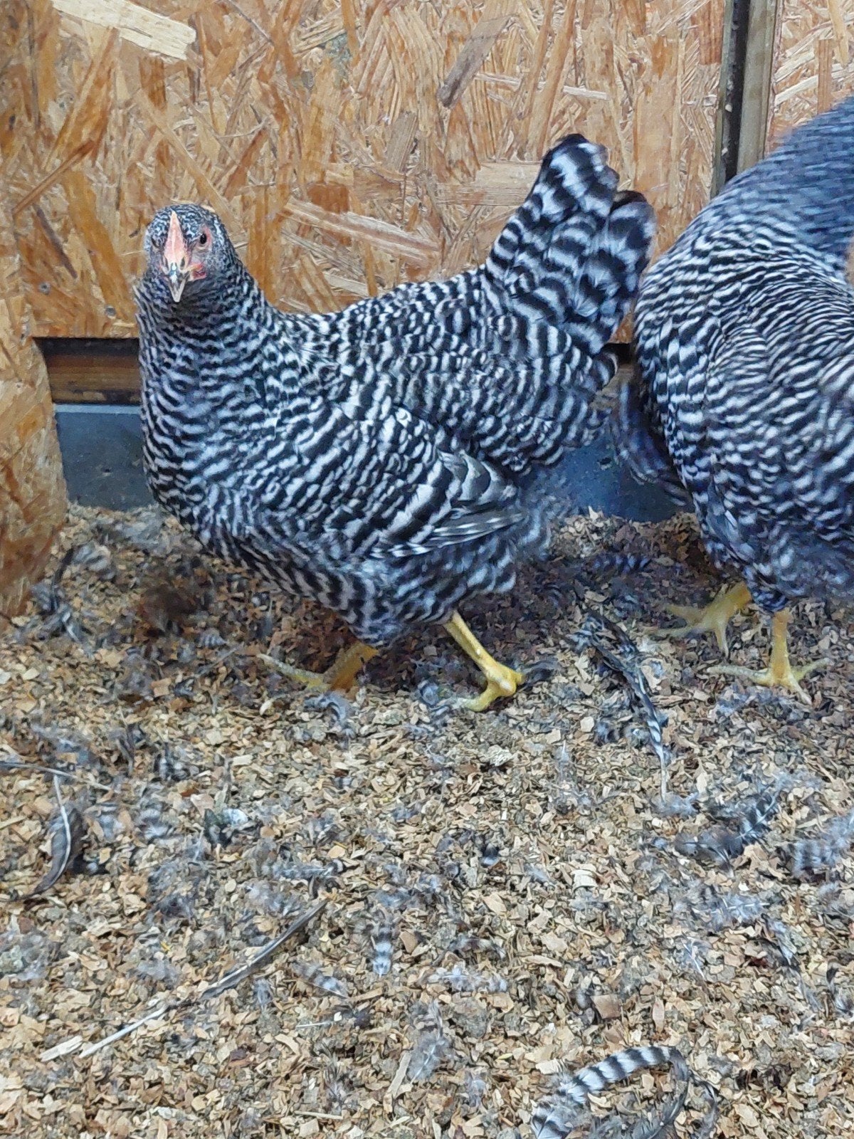 Prachtige amrock kuikens, Dieren en Toebehoren, Pluimvee, Kip, Vrouwelijk