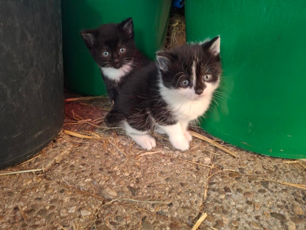 Kittens (gereserveerd), Dieren en Toebehoren, Katten en Kittens | Overige Katten, Meerdere dieren, 0 tot 2 jaar