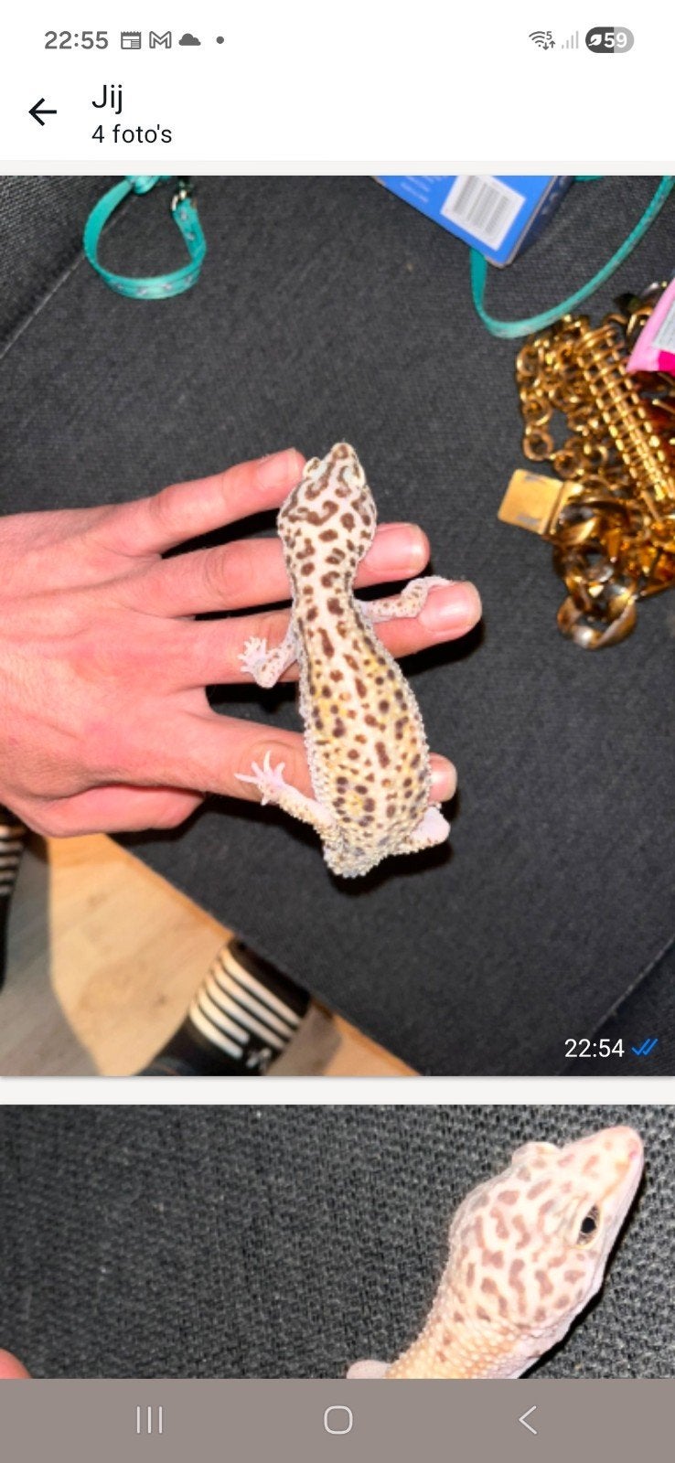 Gekko koppeltje gekko's luipaardgekko's luipaardgekko', Hagedis, Met terrarium, 0 tot 2 jaar