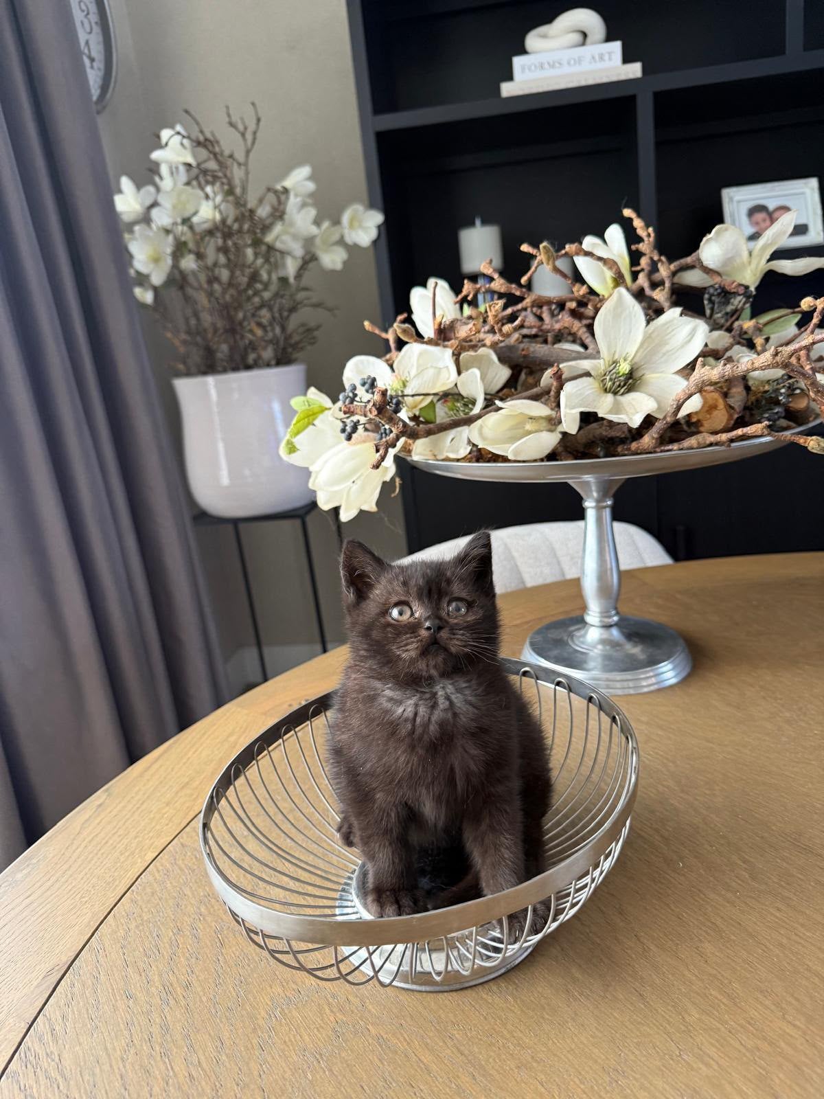 Nog 1 britse korthaar katertje chocolate smoke, Meerdere dieren, Met stamboom