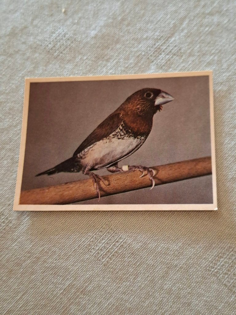 Prentje/Chromo:Kruising bruinborstrietvink - Japans meeuwtje, 1960 tot 1980, Gebruikt, Ophalen of Verzenden, Dier
