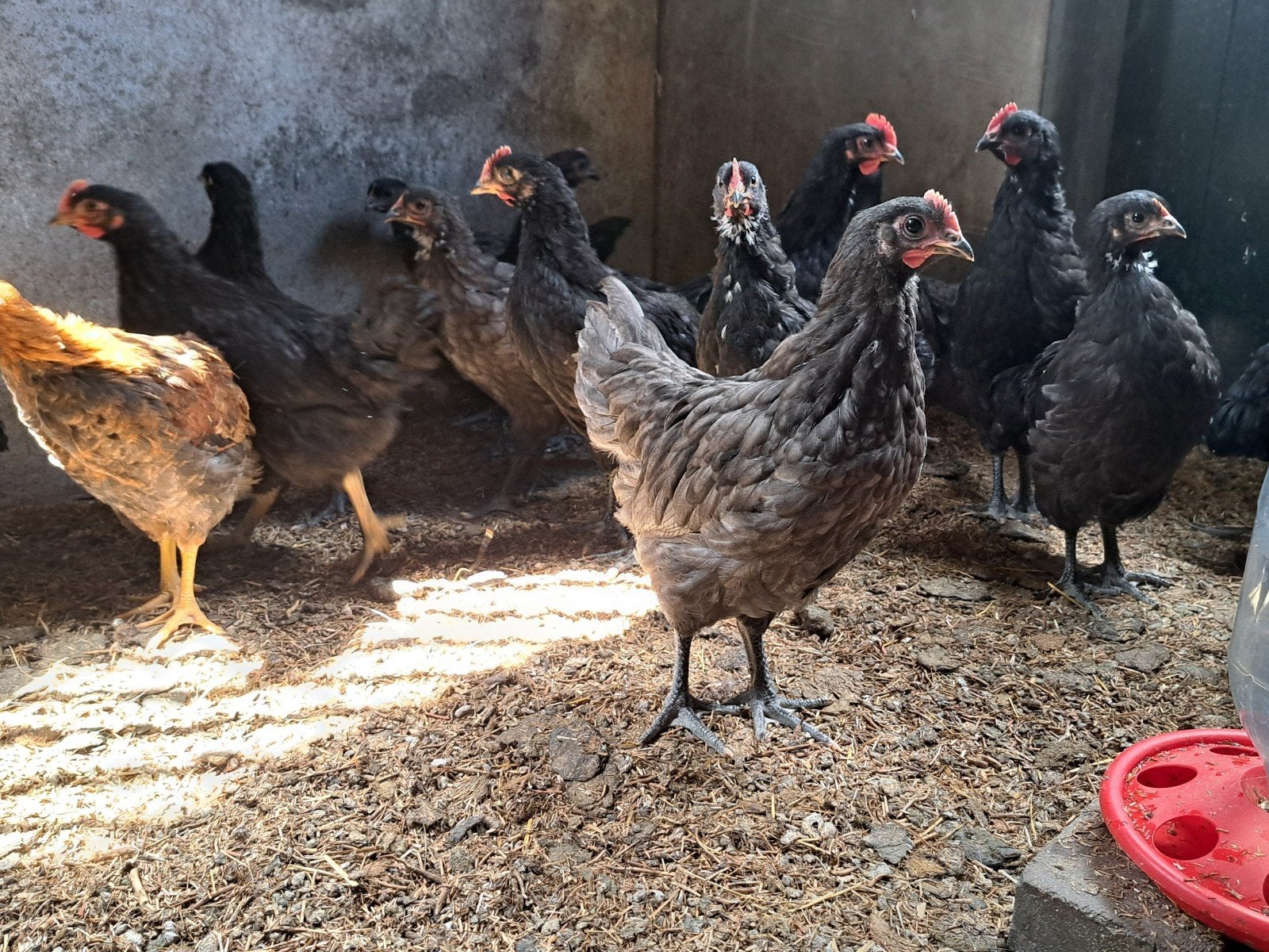 Australorp kippen te koop – 8 weken oud, Dieren en Toebehoren, Pluimvee, Meerdere dieren, Kip