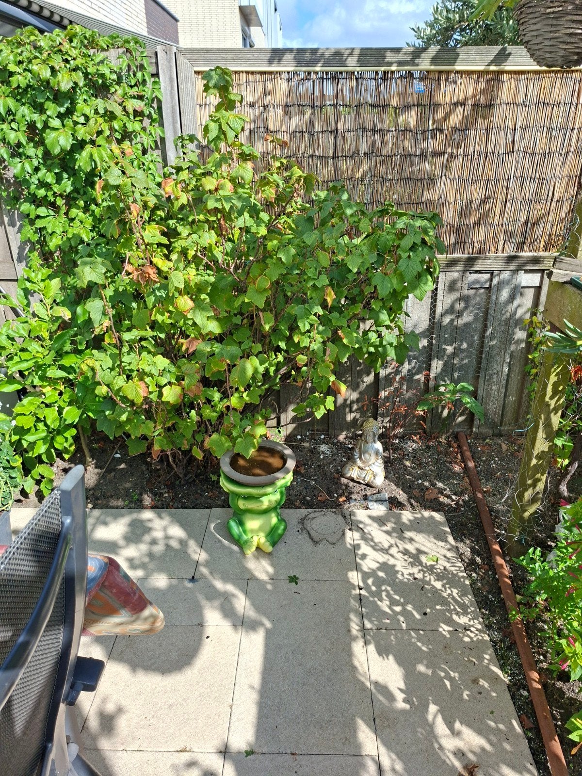 grote zwarte bes, Ophalen, Overige soorten, 100 tot 250 cm