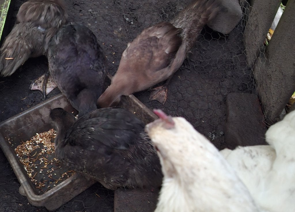 muskus eend, Dieren en Toebehoren, Meerdere dieren, Eend