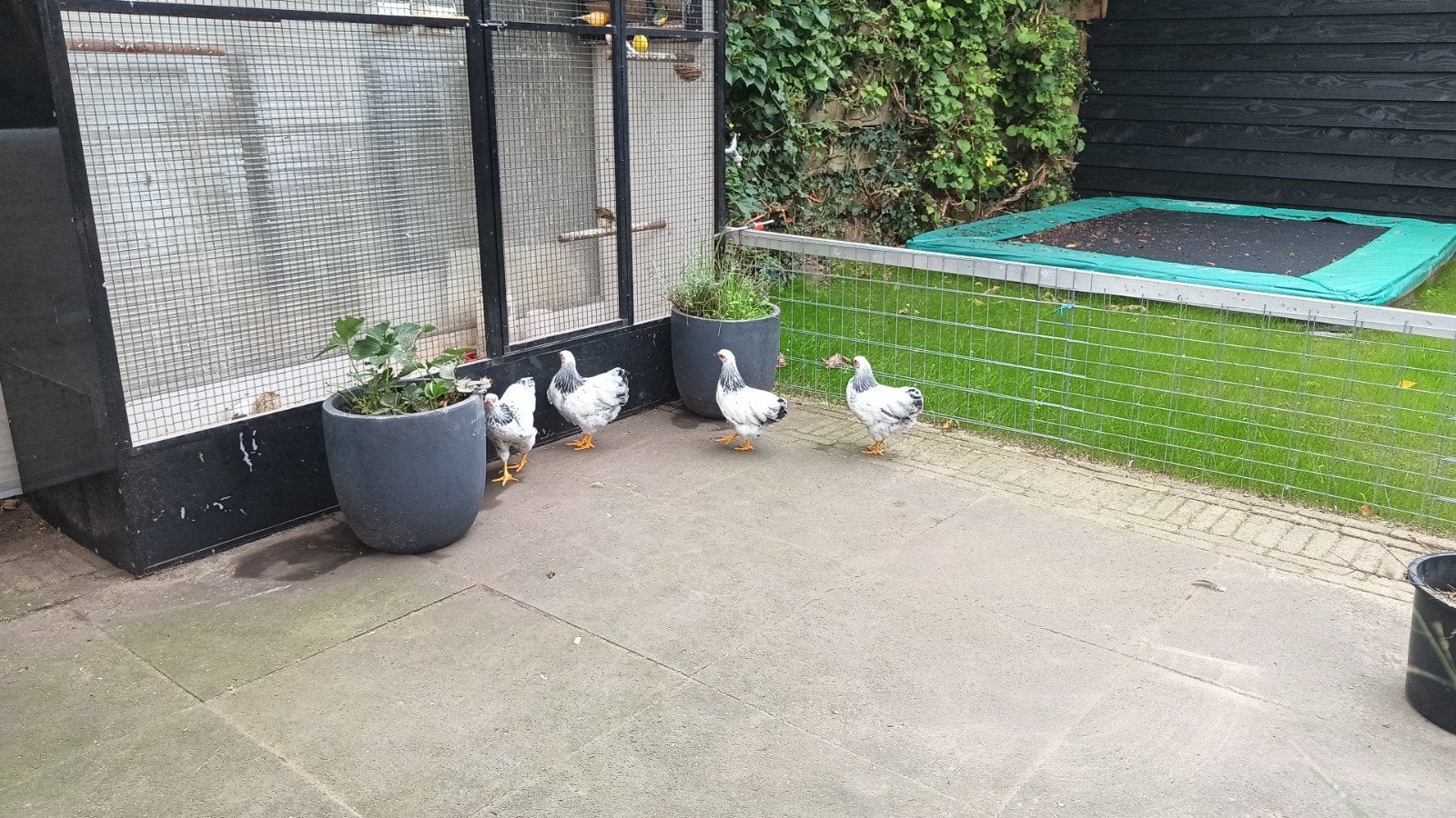 4 jonge hennen wyandotte Columba, Vrouwelijk, Kip