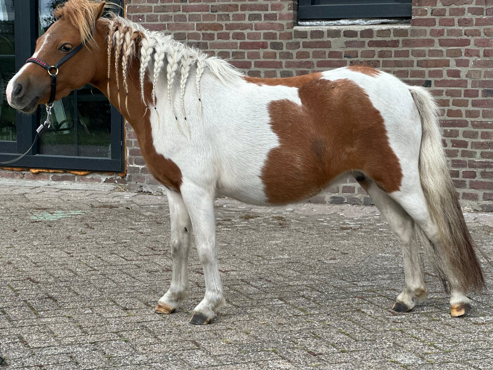 Amha Nmprs merries 5 en 1 jaar, Merrie, Recreatiepaard