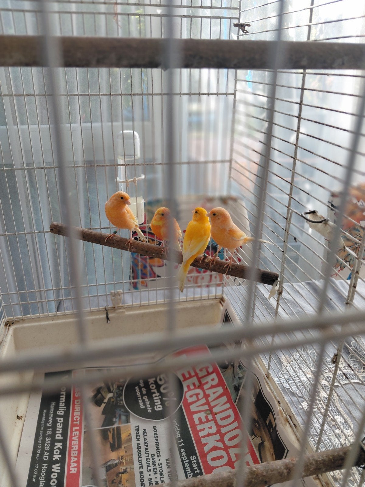 te koop, Dieren en Toebehoren, Meerdere dieren, Kleurkanarie