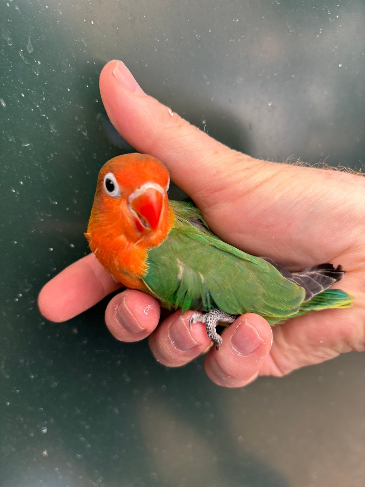 2e GRATIS Jonge agapornis Fischeri dwergpapegaai, Geslacht onbekend, Dwergpapegaai of Agapornis, Geringd