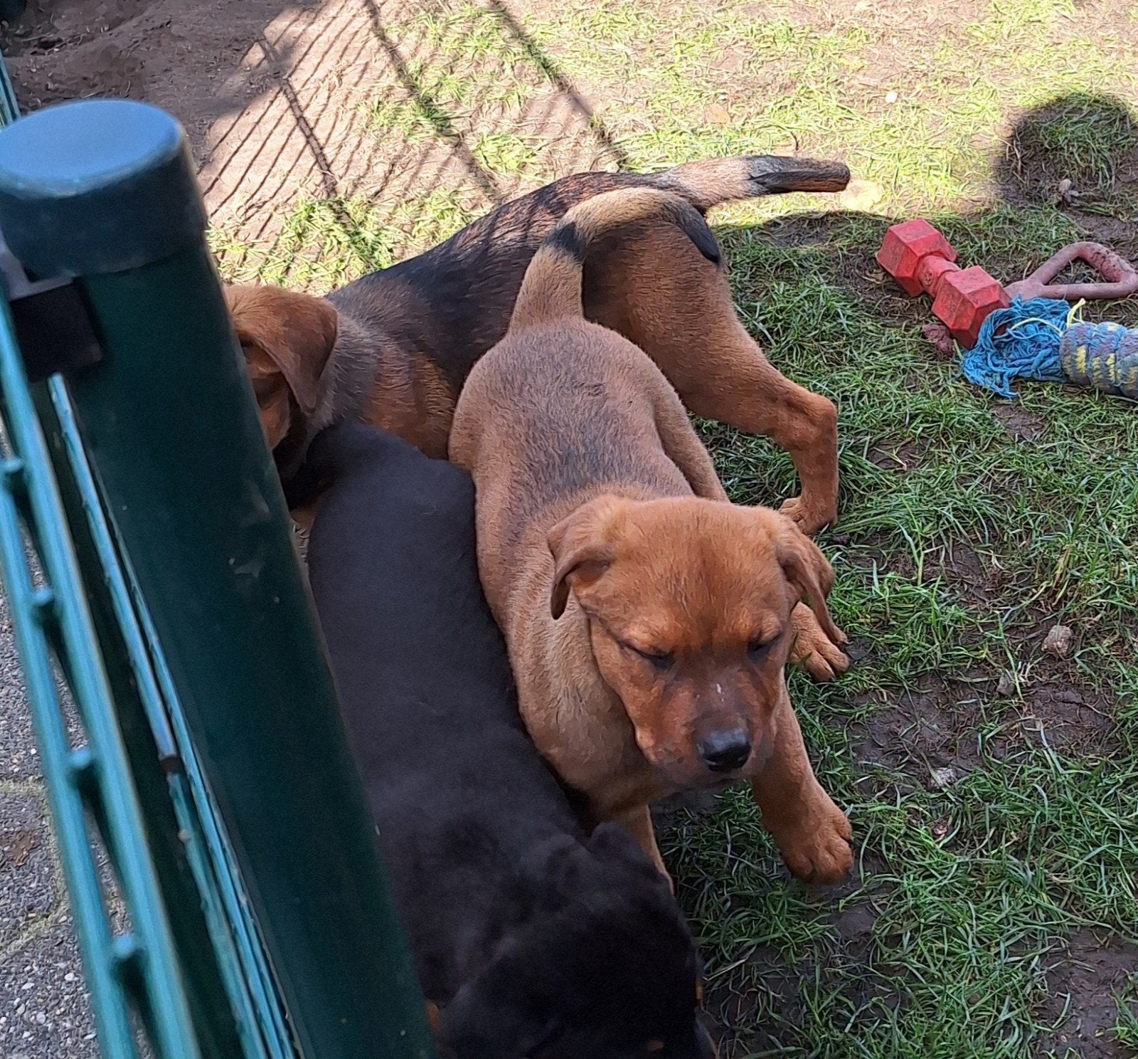 rottweiler pups, België, Particulier, CDV (hondenziekte), 8 tot 15 weken