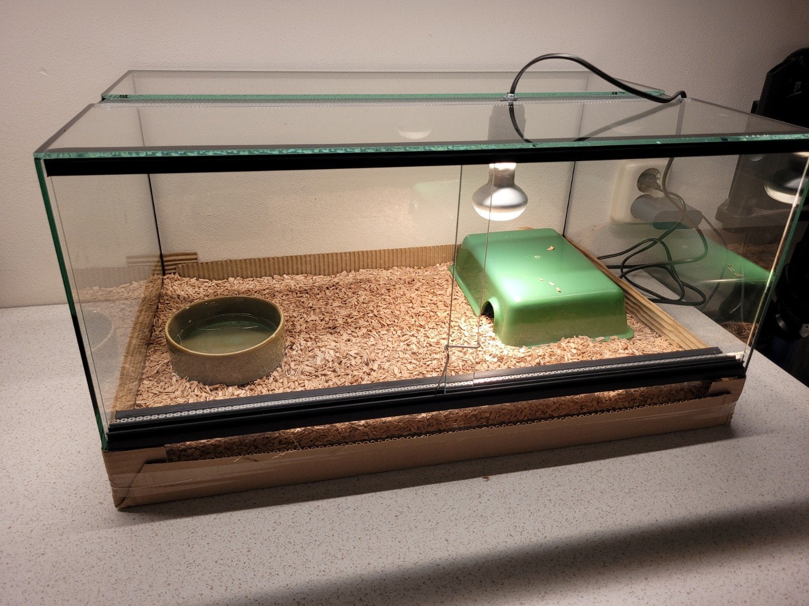 ballpython, Python Regius Coral Glow Sugar 0.1 met terrarium Ball Python photo 5