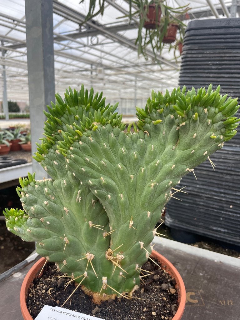 Cactus Opuntia Subulata Cristata in de 20 cm pot., Ophalen of Verzenden, Minder dan 100 cm, Bloeiende kamerplant, Volle zon