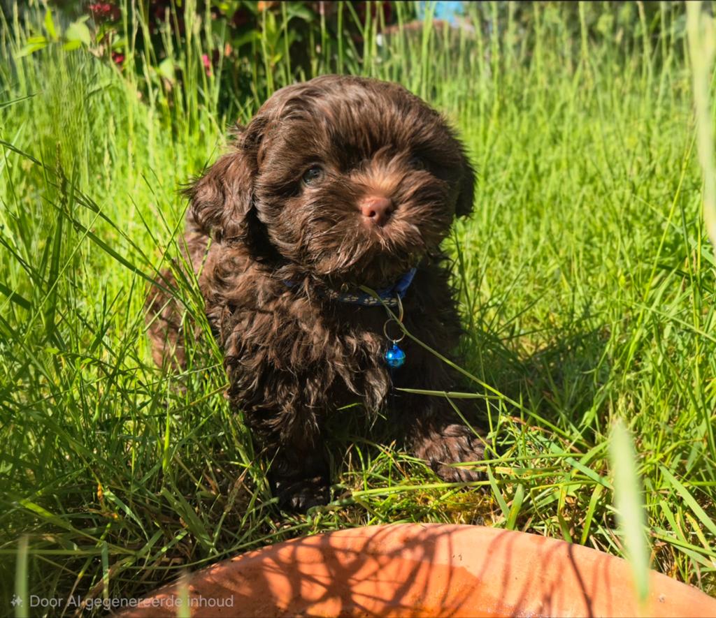 F1 FAWN KLEURIG-ShiPoo’s/mini Doodles ( 4kg +/- 24 cm), Dieren en Toebehoren, Parvo, 8 tot 15 weken, Meerdere, Nederland