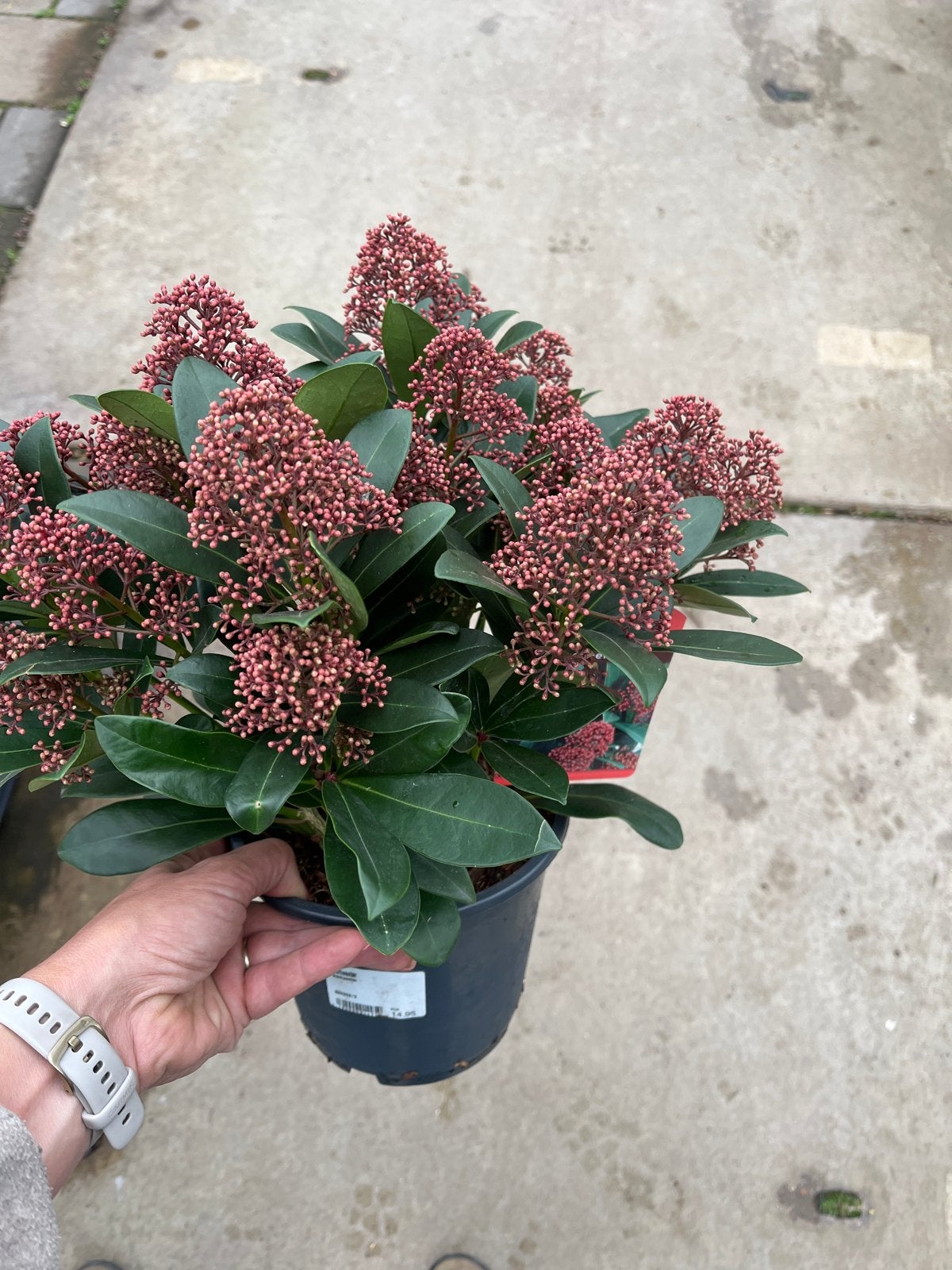 Skimmia Japonica Rubella - Wintergroene Sierheester