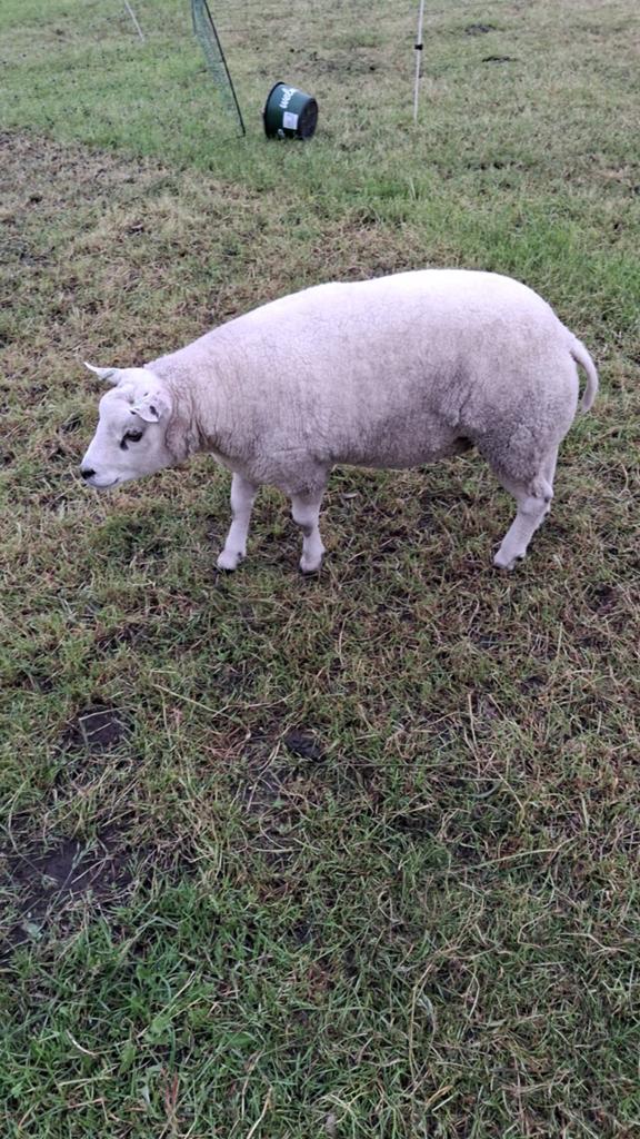 Ram te koop, Dieren en Toebehoren, Schapen, Geiten en Varkens, Mannelijk, Schaap, 0 tot 2 jaar