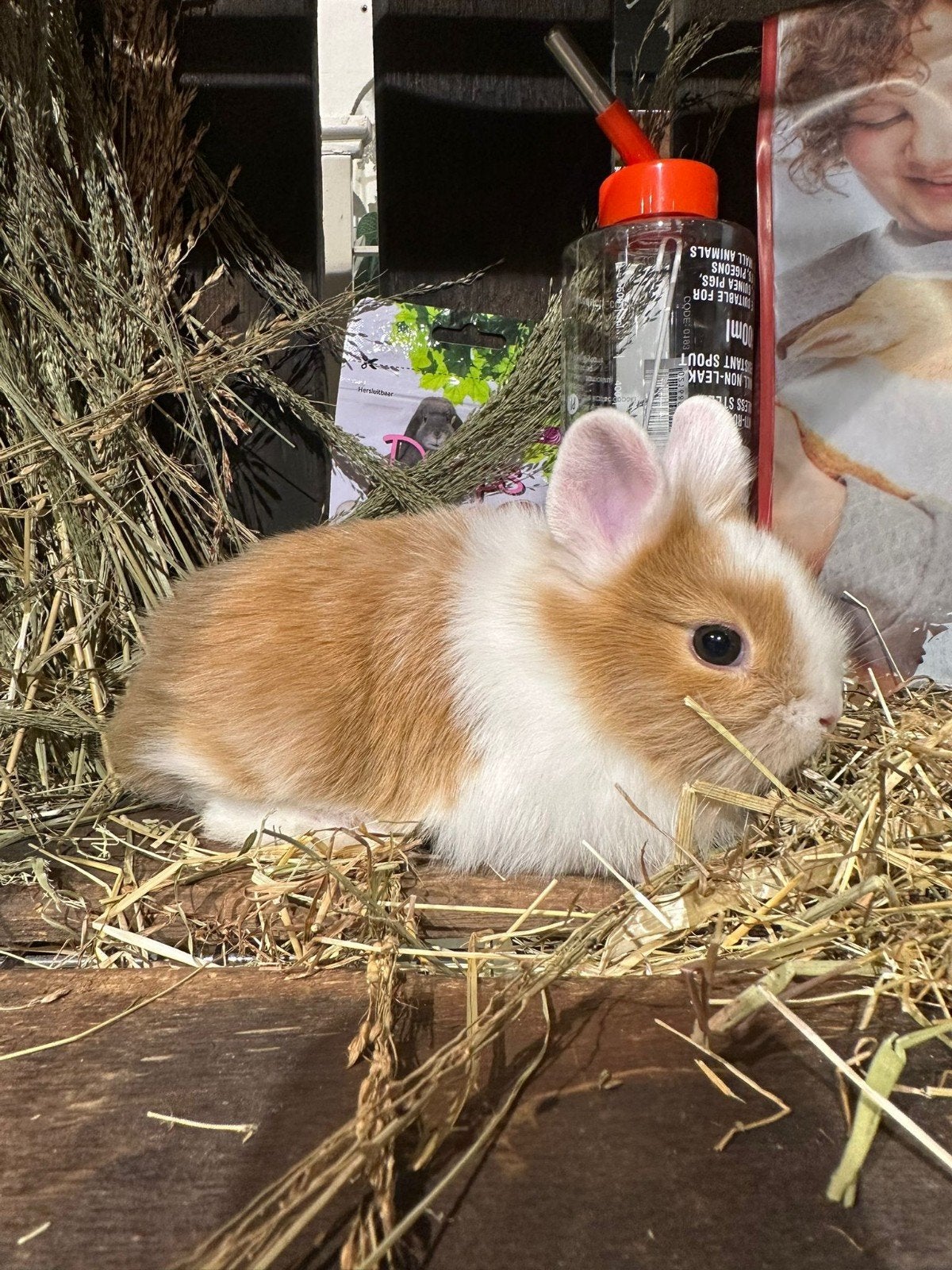 Konijntjes super lief en super tam., Dieren en Toebehoren, Konijnen, Meerdere dieren, Dwerg
