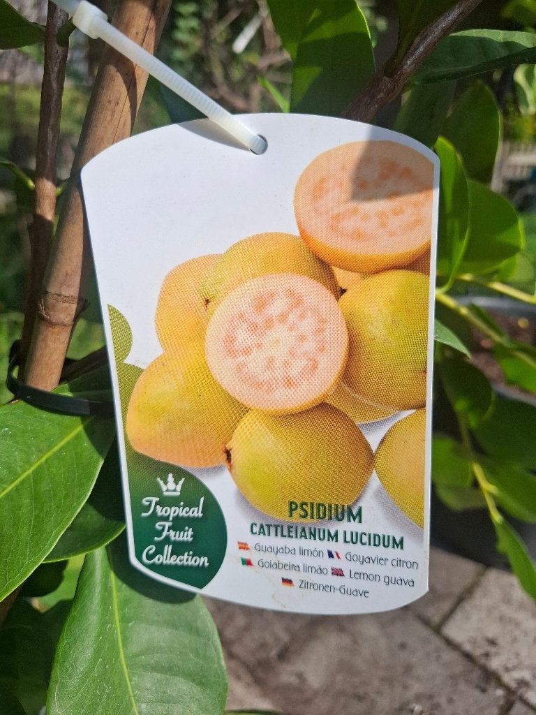 TROPISCH FRUIT BOOM, Ophalen, Overige soorten, Volle zon, 100 tot 250 cm