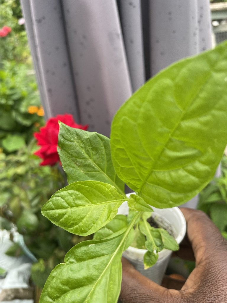Mooie  Surinaamse Bita wirieplanten 3,50 per stuk, Tuin en Terras, Planten | Tuinplanten, Ophalen of Verzenden, Eenjarig, Groenteplanten