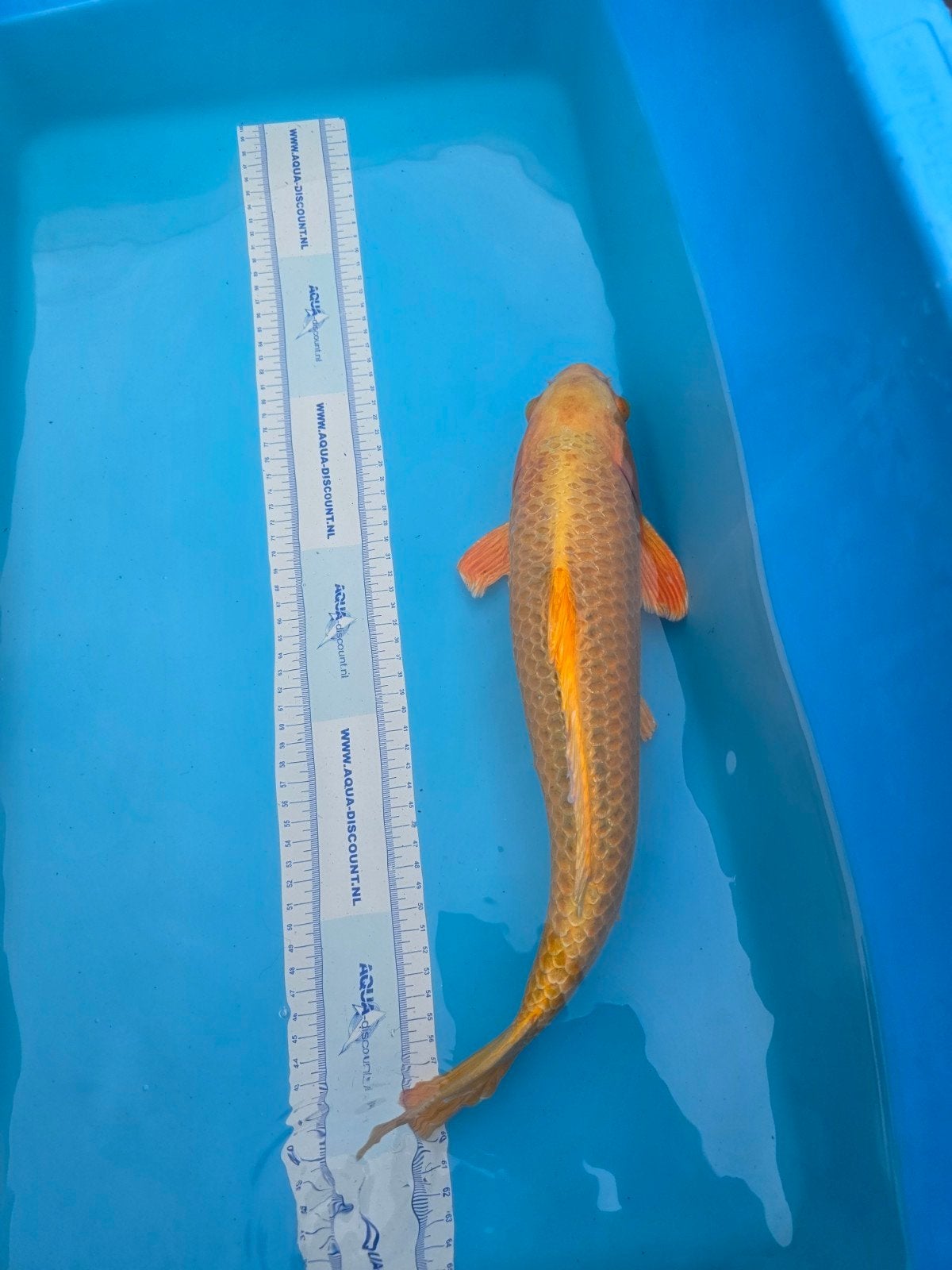 mooie goud gele koi, Karper of Koi