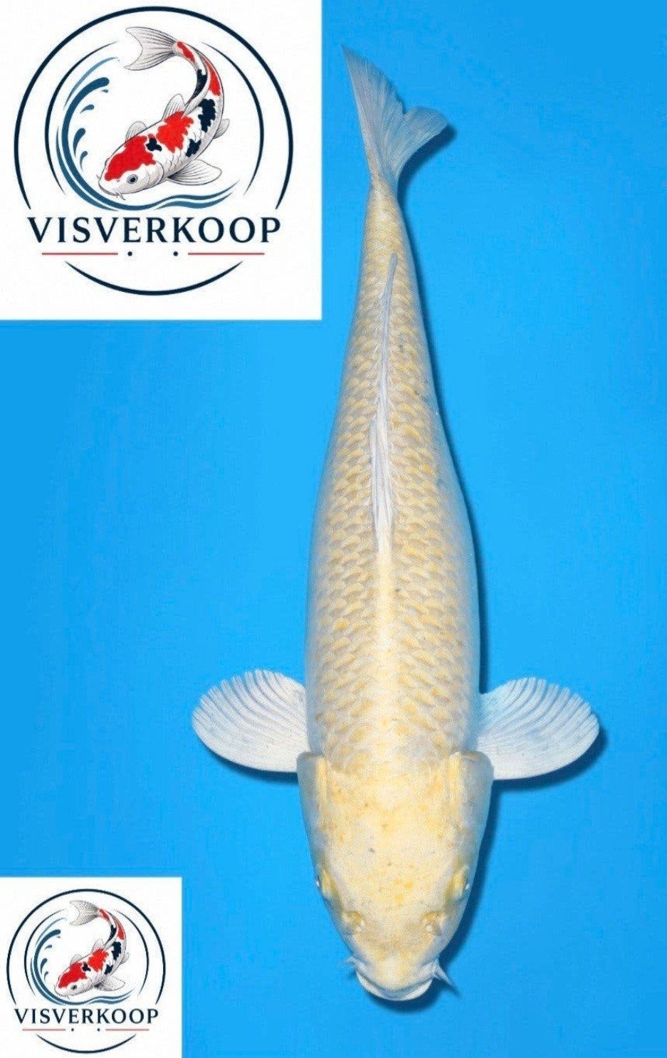 Koi Yamabuki Ogon., Karper of Koi