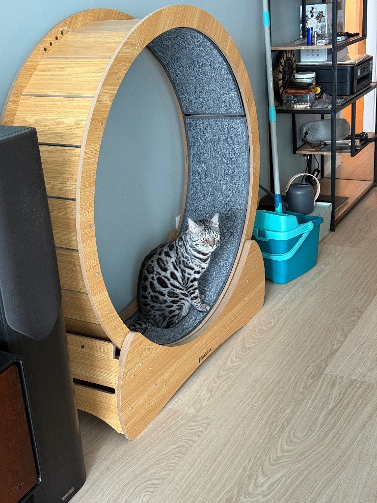 Katten rad, Dieren en Toebehoren, Ophalen, Gebruikt
