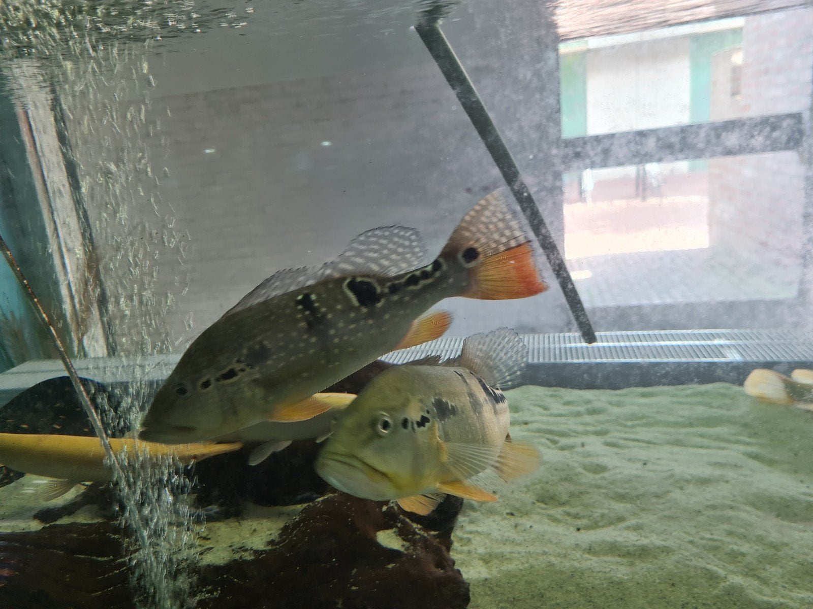 Cichla, Pauwoogbaars, Dieren en Toebehoren, Vis, Zoetwatervis