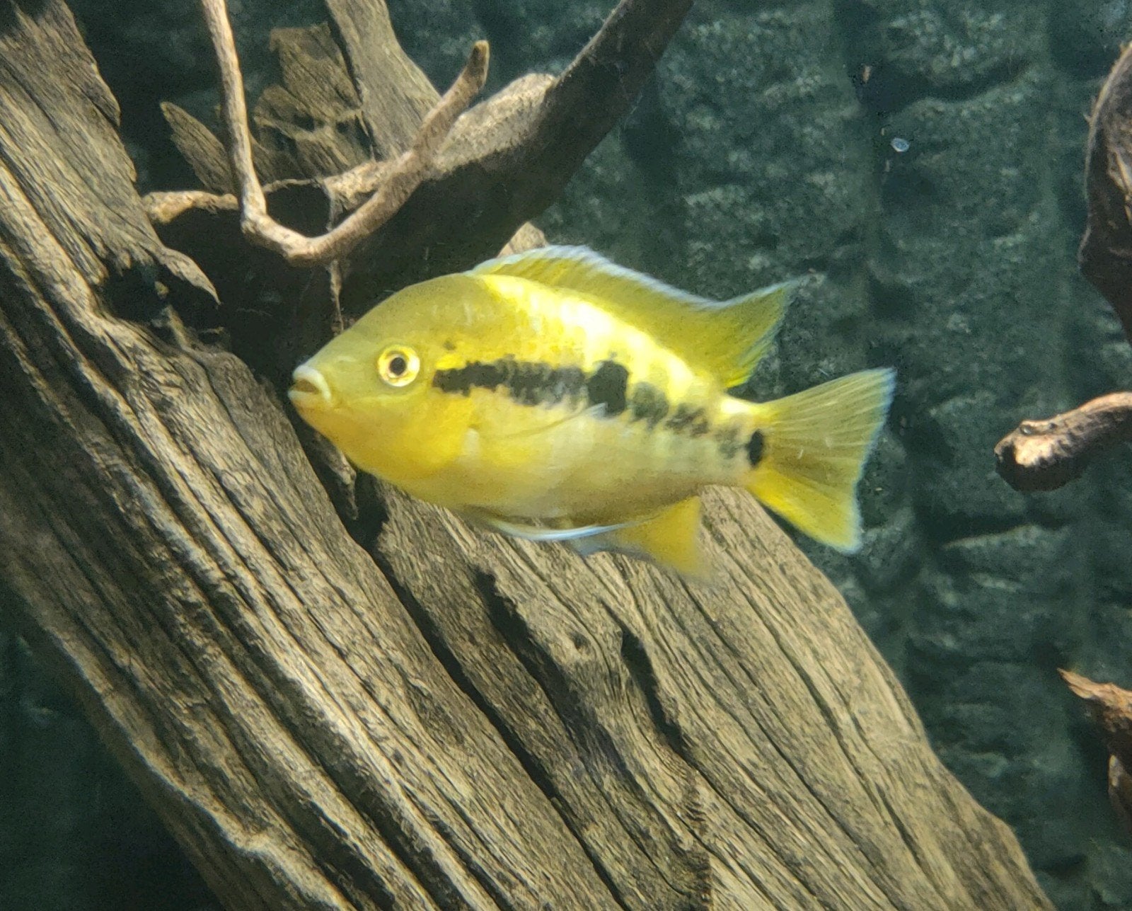 Koppel Regenboog cichlide, herotilapia multispinosa, Dieren en Toebehoren, Vis