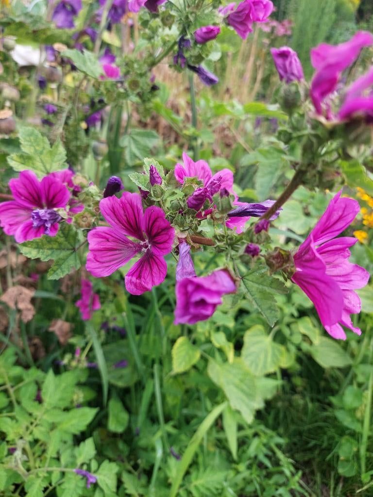 Malva sylvestris - Groot kaasjeskruid zaden, Ophalen of Verzenden, Voorjaar, Volle zon, Zaad