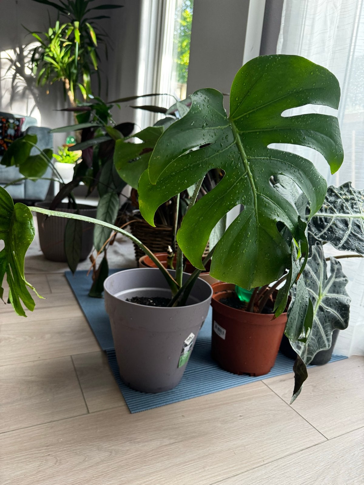 Monstera Deliciosa - Gatenplant in pot, Huis en Inrichting, Ophalen, Overige soorten, Halfschaduw, In pot
