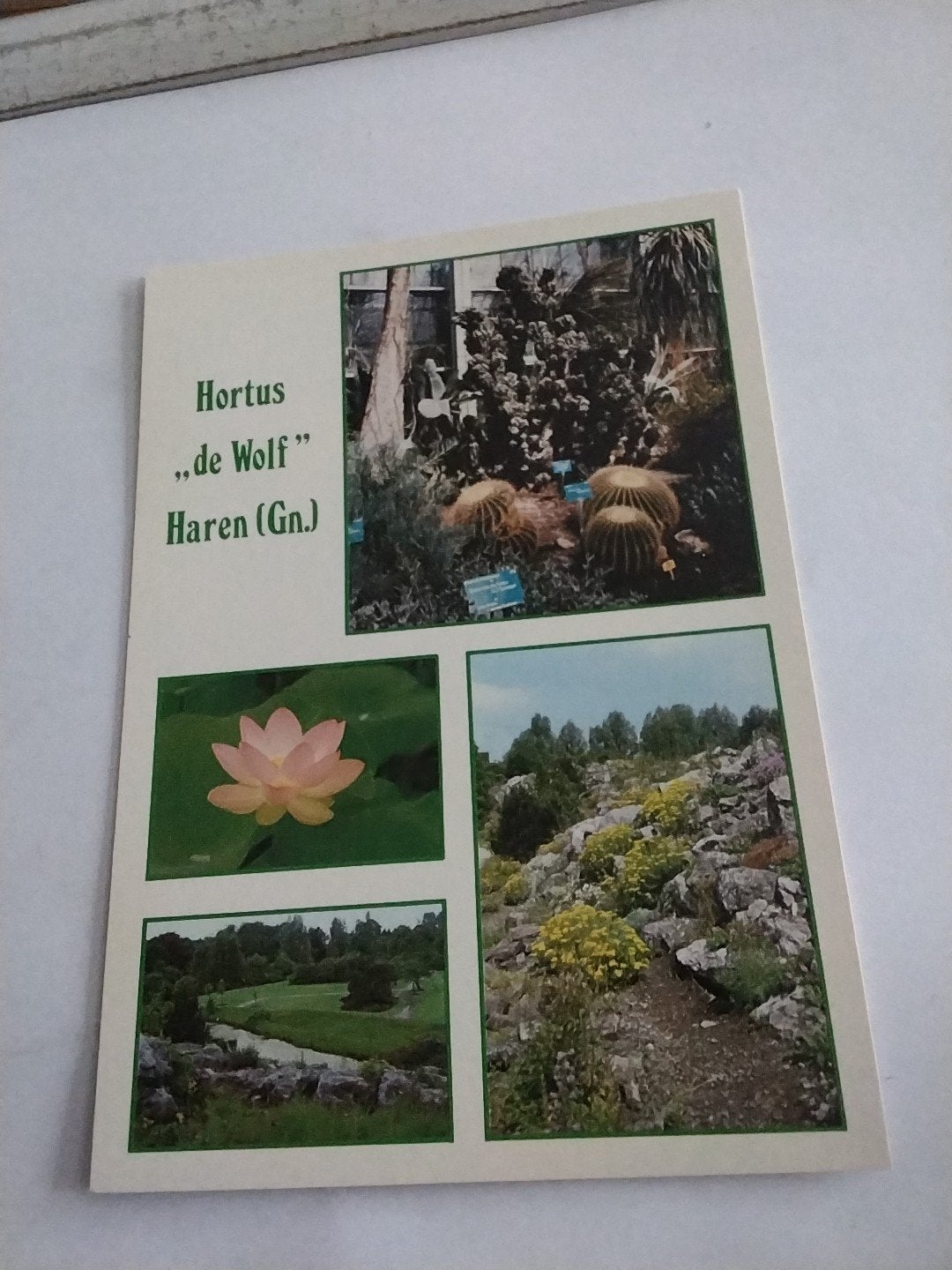 Ansichtkaart Hortus de Wolf Haren (Gn.) - Cactussen en Lotus, Ophalen of Verzenden
