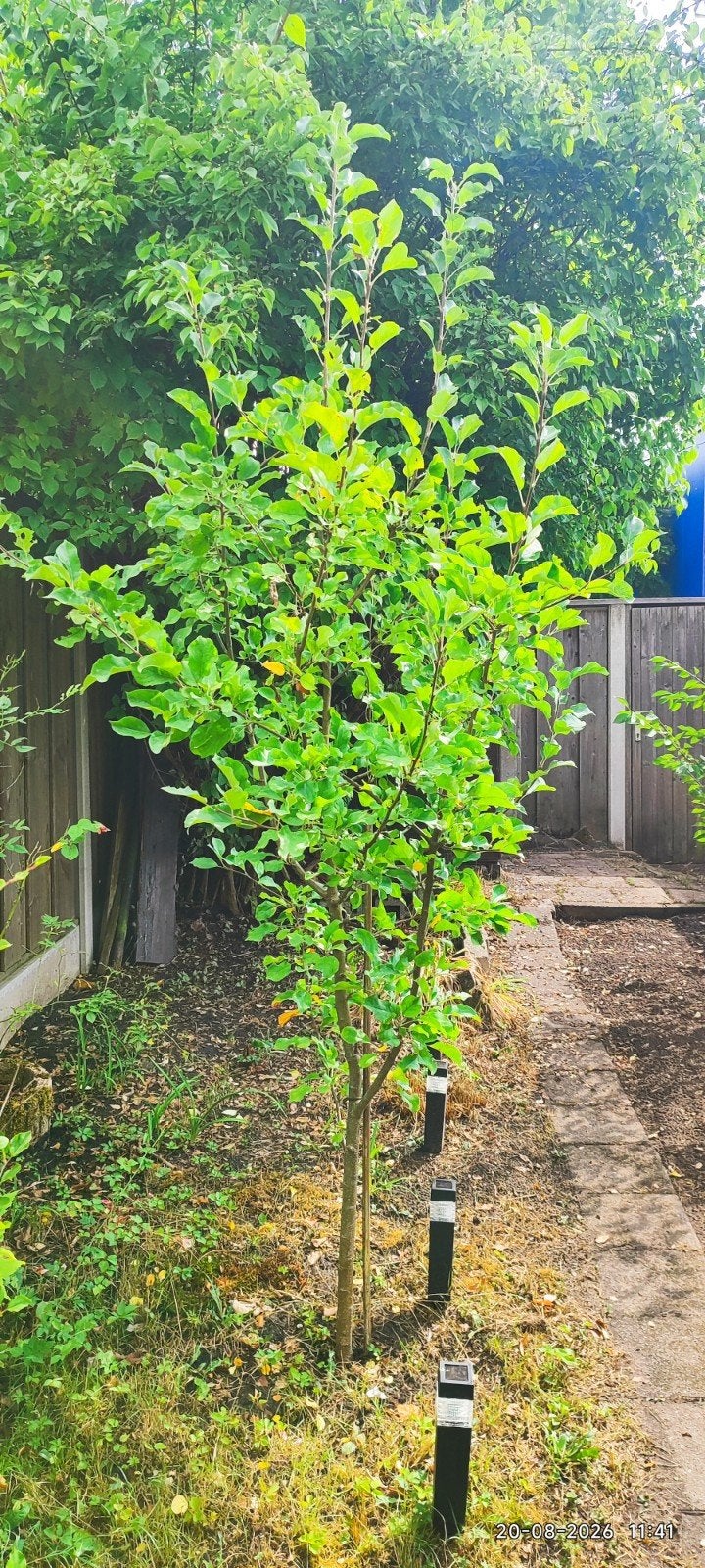 Gratis jonge fruitboom: appelboom in volle groei, Ophalen, Volle zon, Vaste plant, Fruitplanten