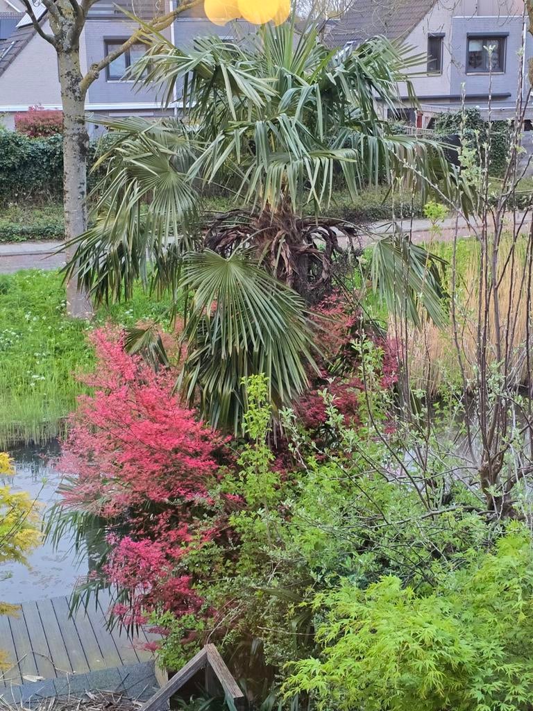 3x Grote palmboom, Tuin en Terras, Planten | Bomen, Palmboom, 100 tot 250 cm, Halfschaduw, Zomer, Ophalen
