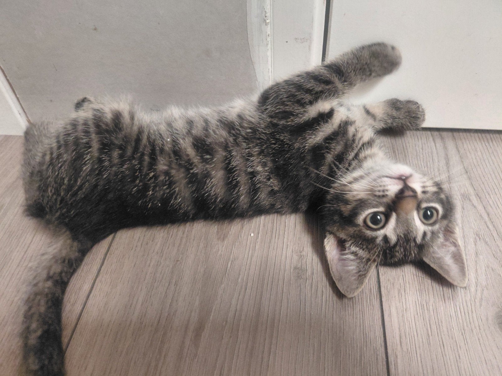 Super lieve kitlens zoeken 4ever thuis, Dieren en Toebehoren, Katten en Kittens | Overige Katten, Poes
