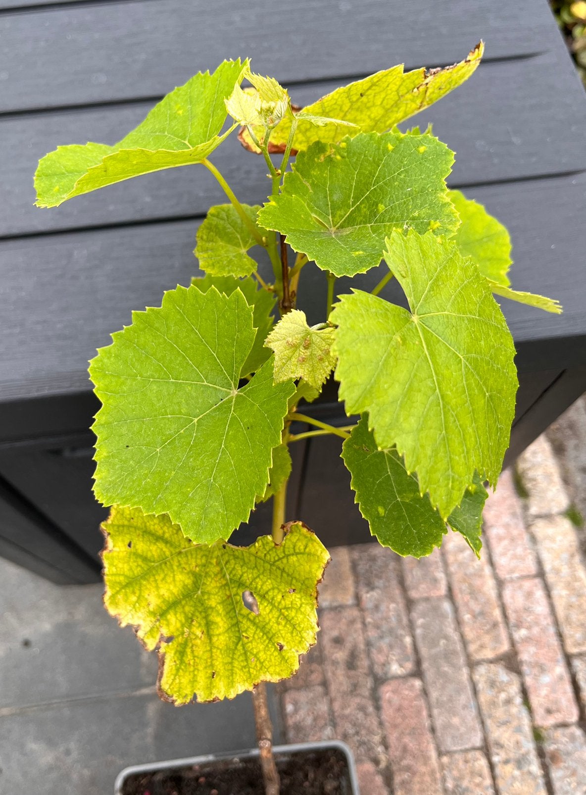 6 potten wijnranken (blauwe druiven) -duurzaam - 2 jaar oud., Tuin en Terras, Planten | Tuinplanten, Ophalen, Volle zon, Vaste plant