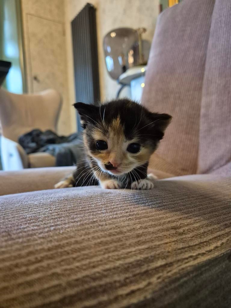 Kitten, Dieren en Toebehoren, Katten en Kittens | Raskatten | Korthaar, Poes