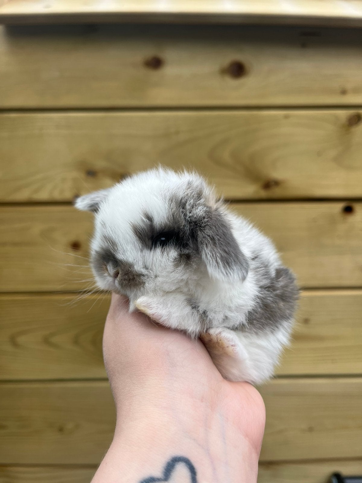 Superknap Minilop rammetje🩵, Dieren en Toebehoren, Konijnen, Meerdere dieren