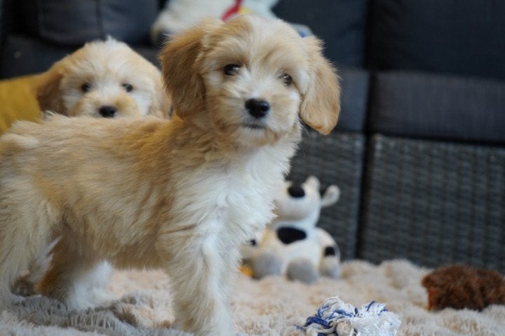 Medium kruising tibetaanse terrier - labradoodle pups., Dieren en Toebehoren, Nederland, Overige rassen, 8 tot 15 weken, CDV (hondenziekte)