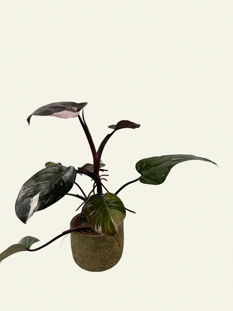 Philodendron Red Anderson p12, Huis en Inrichting, Kamerplanten, Ophalen of Verzenden, Halfschaduw, Minder dan 100 cm