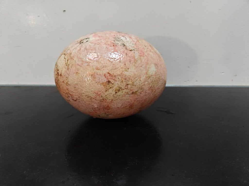 bewerkt struisvogel ei, Ophalen of Verzenden