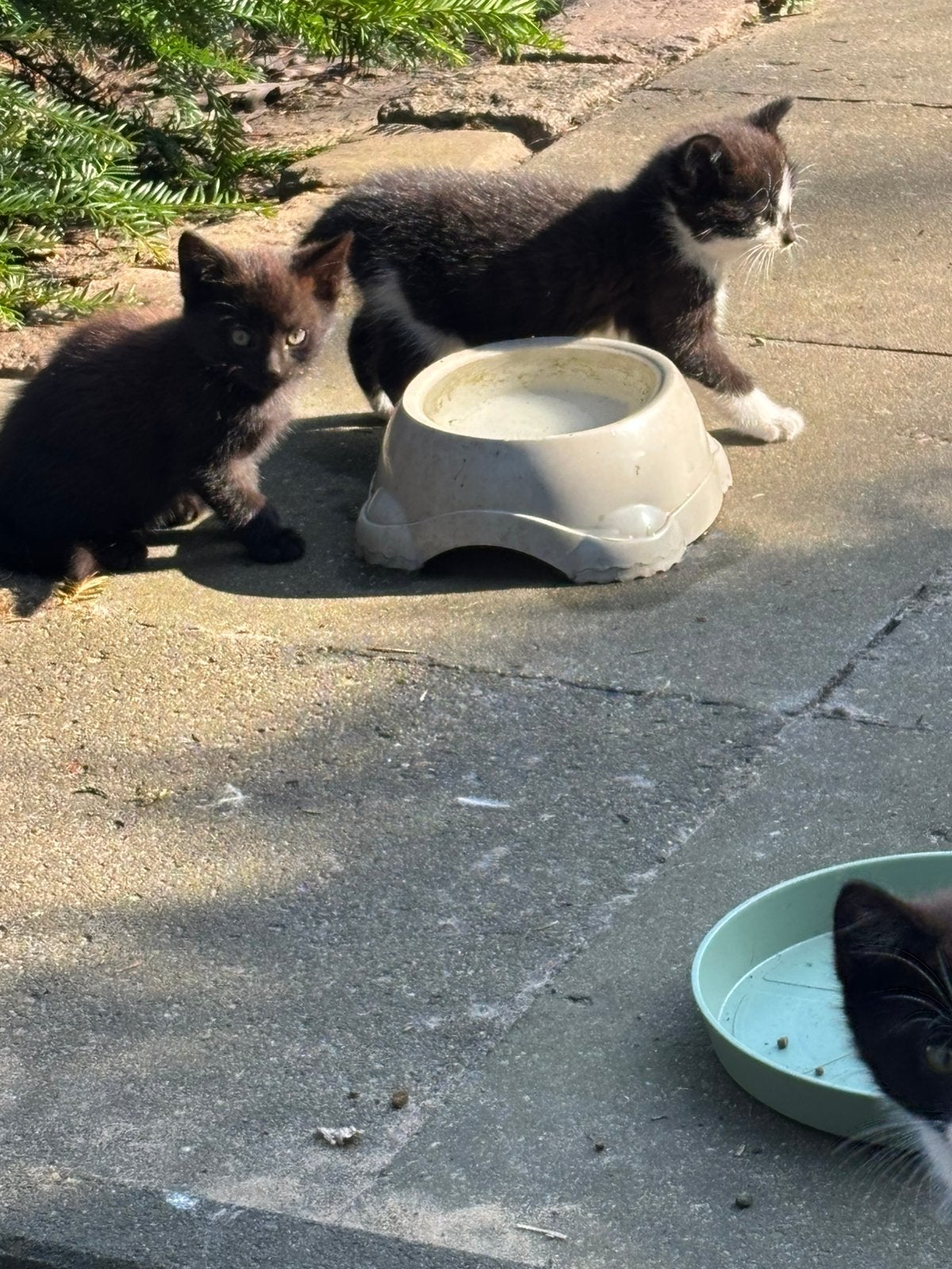 Boerderijkittens, Kater