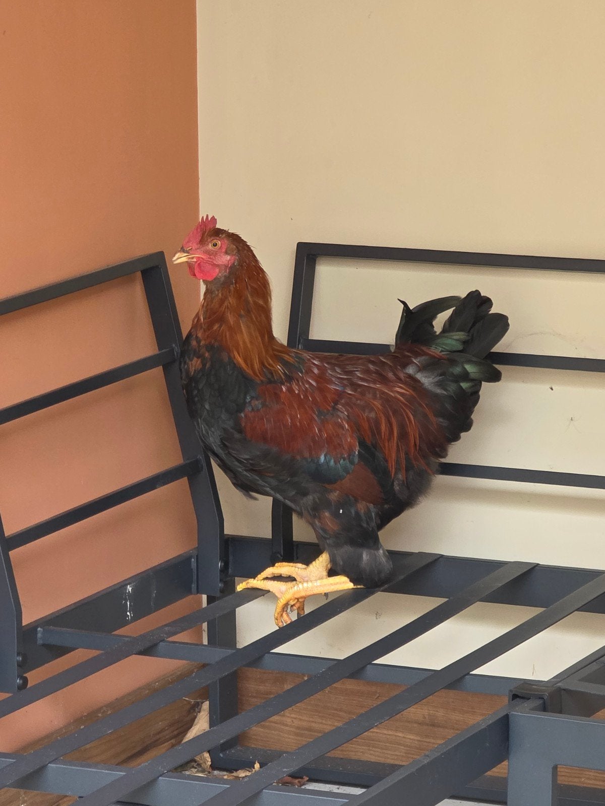 gratis haan, Dieren en Toebehoren