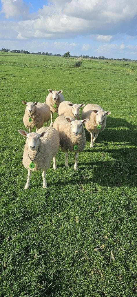 6 Swifter ooien, Dieren en Toebehoren, Vrouwelijk, Schaap, 0 tot 2 jaar