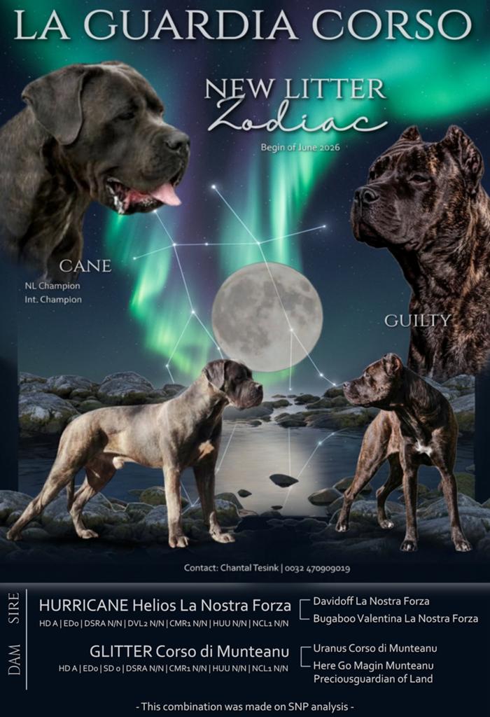 Verwacht begin Juni Cane Corso nestje pups, België, Fokker | Hobbymatig, Overige rassen, 8 tot 15 weken