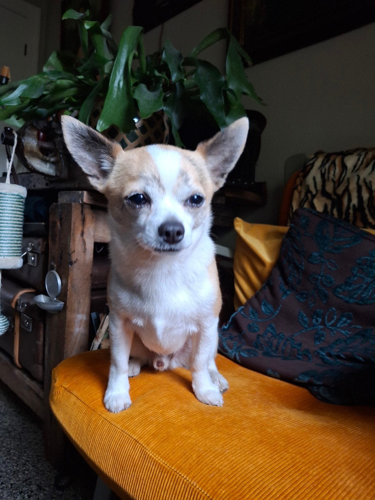 Teckel (moeder) x Chihuahua (vader) = Chiweenie 6 stuks, 8 tot 15 weken, Parvo, Meerdere, Meerdere dieren