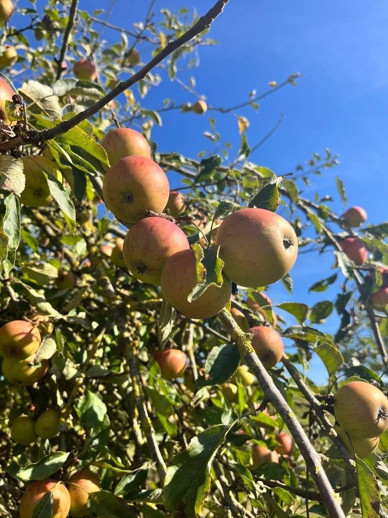 Biologische appels plukken, Tuin en Terras, Ophalen, Nieuw