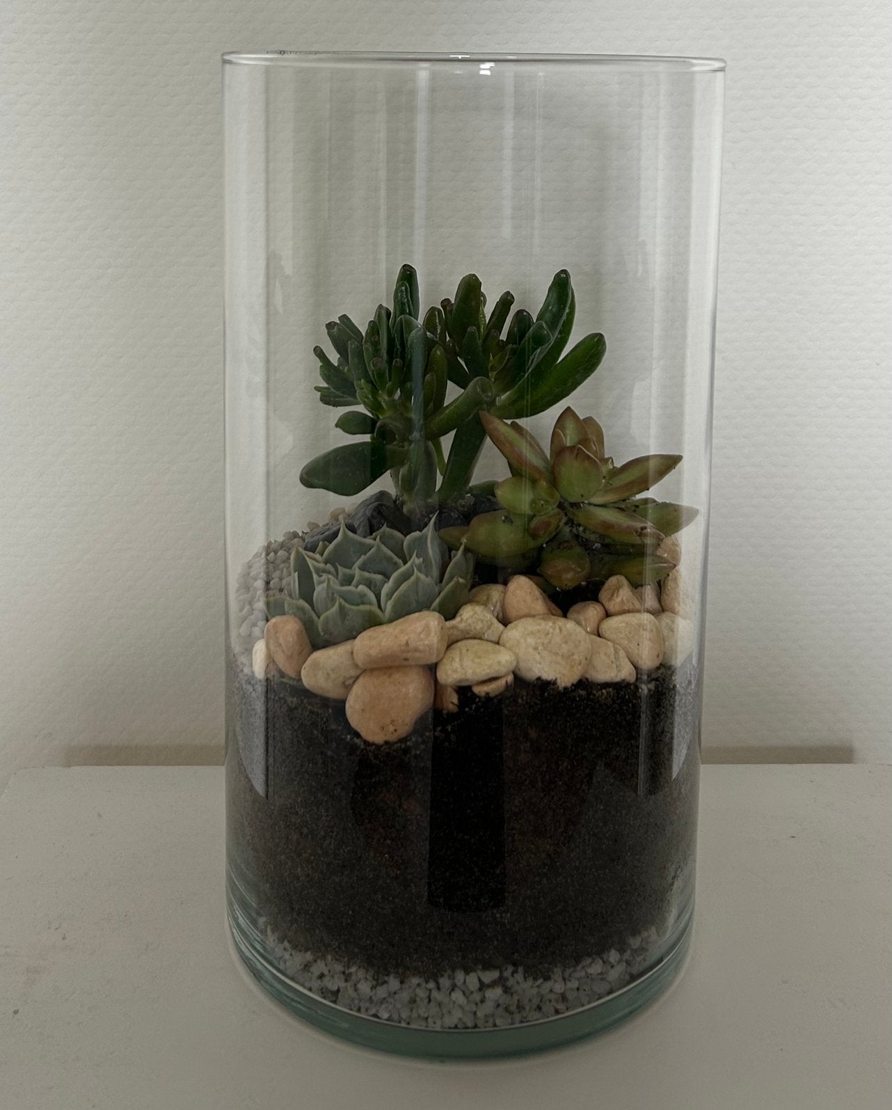 Plantenterrarium, Vetplant, In pot, Minder dan 100 cm, Groene kamerplant
