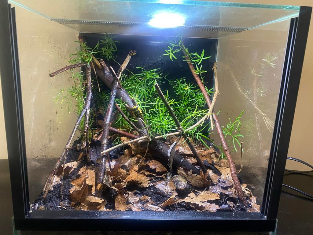 Pachnoda fissipuncta kevers met terrarium., Overige soorten