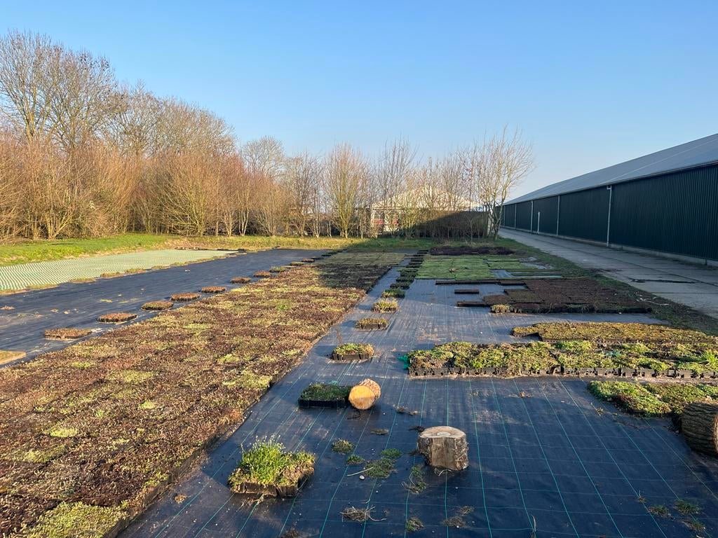 Grote partijen Sedum: trays, matten en toebehoren
