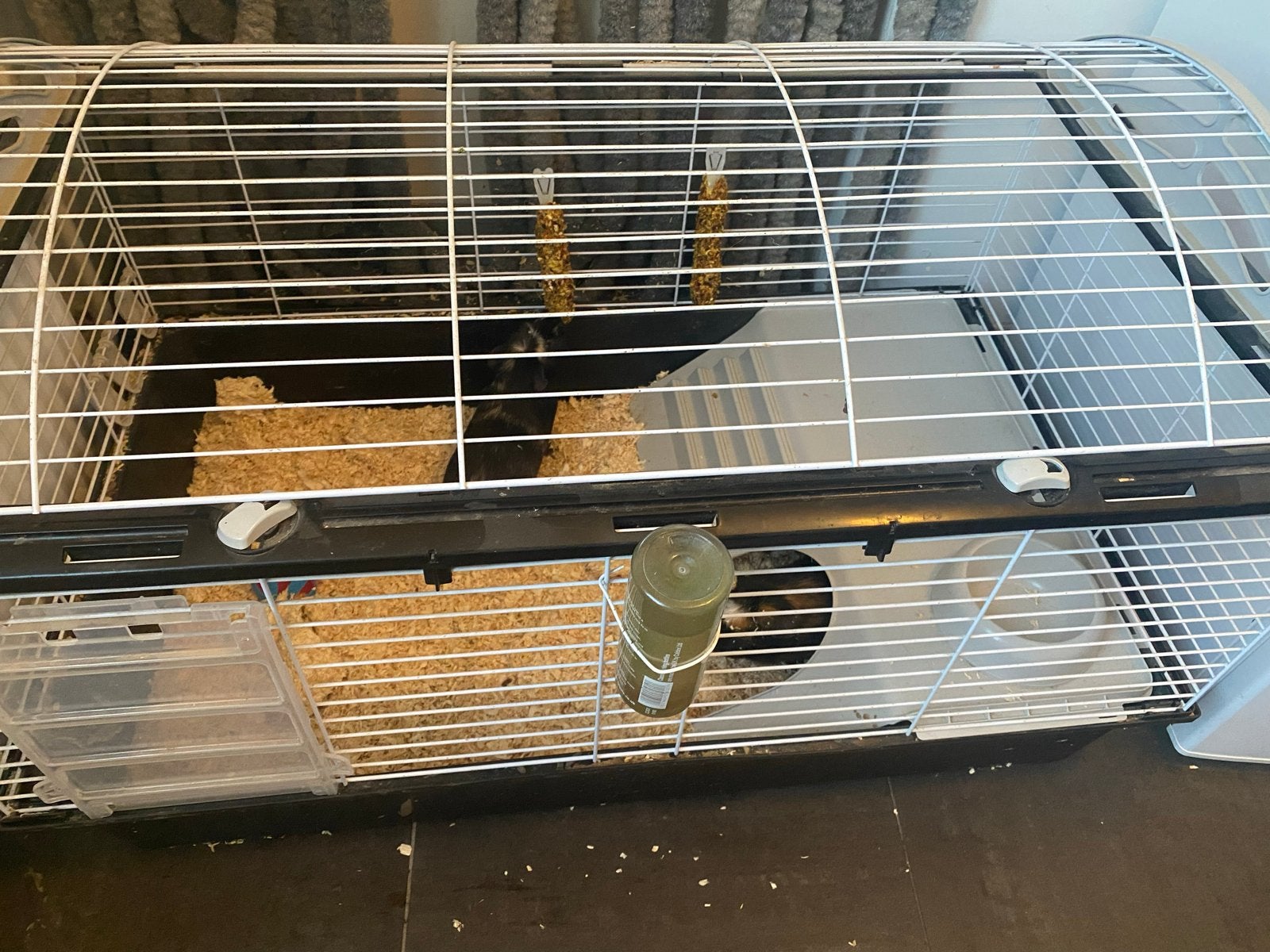 2 mannetjes cavia’s met hok, Ophalen